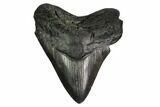 Fossil Megalodon Tooth - South Carolina #164292-1